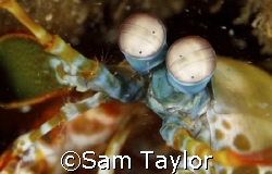 Mantis shrimp portrait. 105mm Nikon D-70. Secret location... by Sam Taylor 